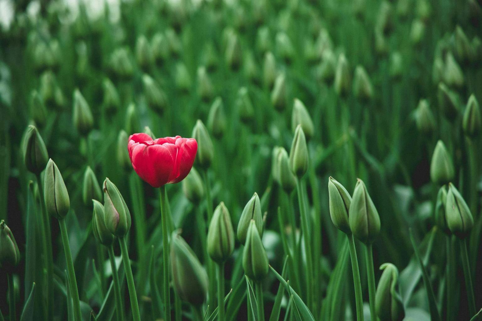 A red flower sits in a field of green buds yet to open